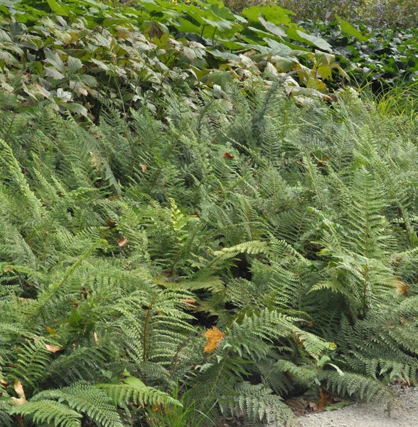 Nahaufnahme von Farnen im Garten
