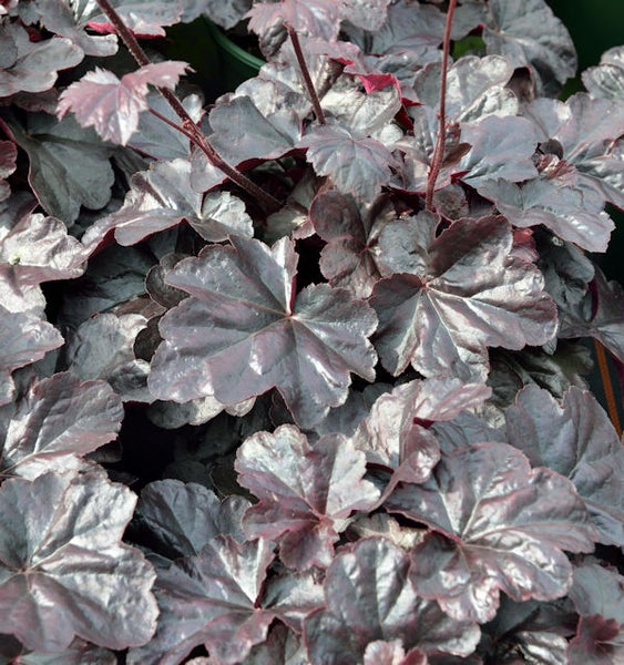 Nahaufnahme einer Heuchera Pflanze mit dekorativem Laub