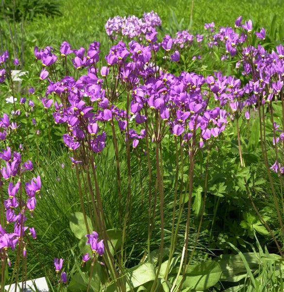 Blühende Schmetterlingsblume im Gartenbeet