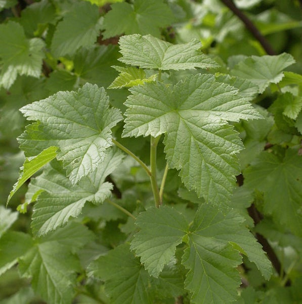 Blätter eines Johannisbeerstrauchs