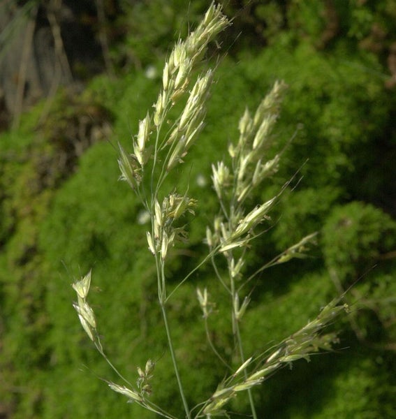 Detailaufnahme von Rispe mit Gräsern.