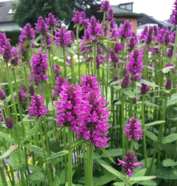 Blühende Garten-Betonie im Gartenbeet