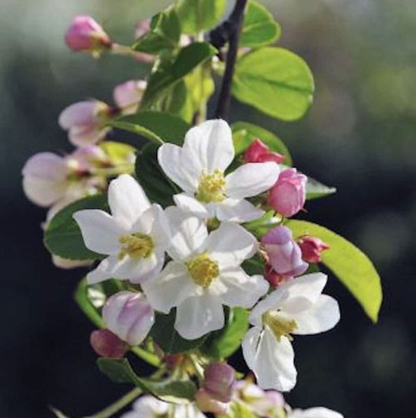 Zweig mit weißen Blüten und rosa Knospen