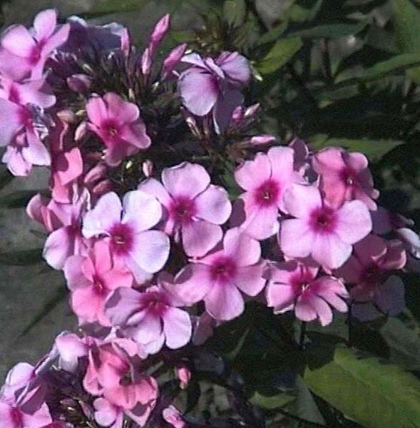 Nahaufnahme einer Flammenblume mit rosa Blüten