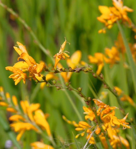 Nahaufnahme von Crocosmia-Blüten