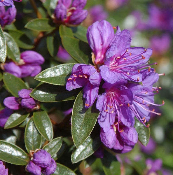 Nahaufnahme von lila Rhododendronblüten mit grünen Blättern