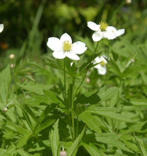 Blühendes Buschwindröschen im Garten
