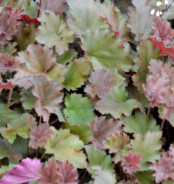 Nahaufnahme von Heuchera Blättern