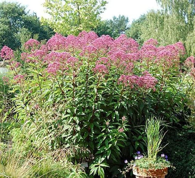 Hoher Staudenphlox im Gartenbeet mit rosa Blüten