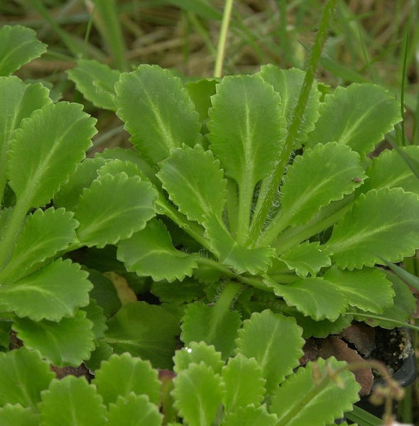 Pflanze mit grünen Blättern