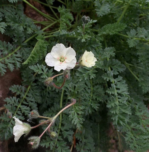Nahaufnahme einer Geranie mit weißen Blüten und grünen Blättern.
