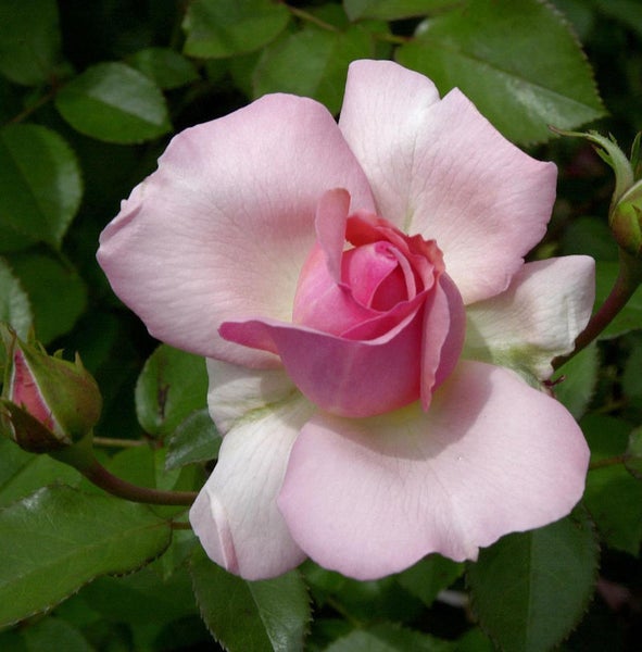 Nahaufnahme einer rosa Rose mit grünen Blättern