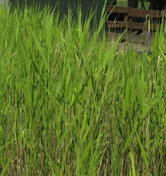 Schilfgras im Garten