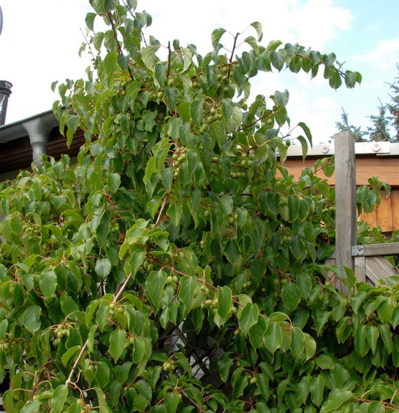 Actinidia-Arguta-Pflanze mit Blättern und Früchten im Garten