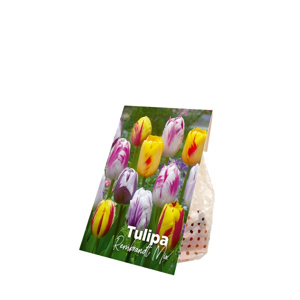 Bloomique - 20er-Mix - Tulipa-Rembrandt-Mix - Tulpenzwiebeln - Blumenzwiebeln - Frühlingsblüte - mehrjährige Pflanzen - wird bis zu 40-50 cm groß