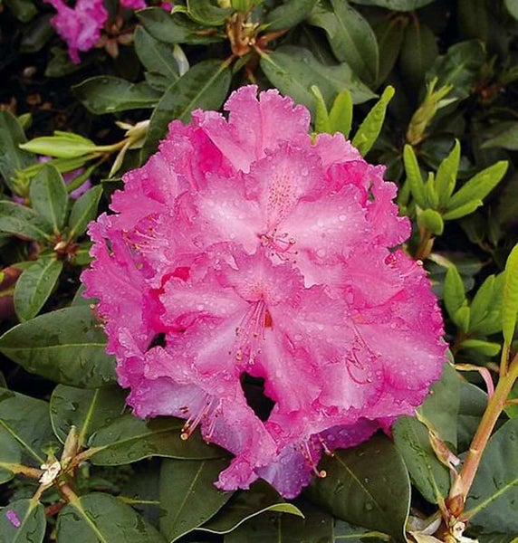 Blühender Rhododendron im Garten