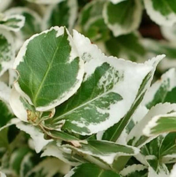 Im Bild sind Blätter einer Heckenpflanze mit grünem Zentrum und weißem Rand zu sehen.