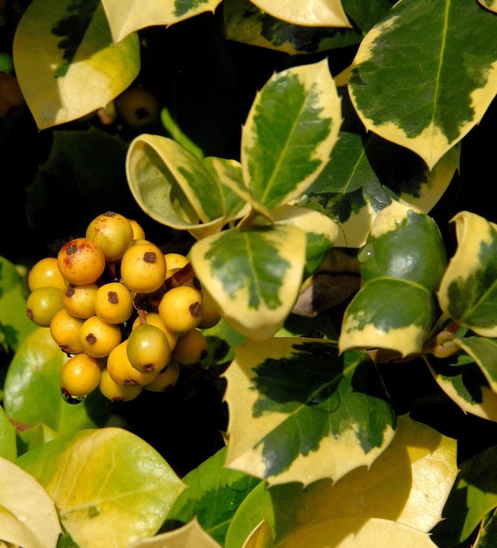 Stechpalmenzweig mit gelben Beeren und grün-gelb panaschierten Blättern