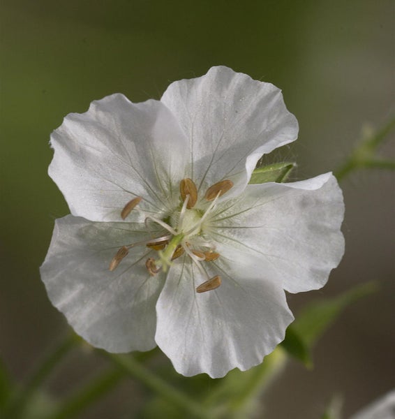Einzelne weiße Storchschnabelblüte