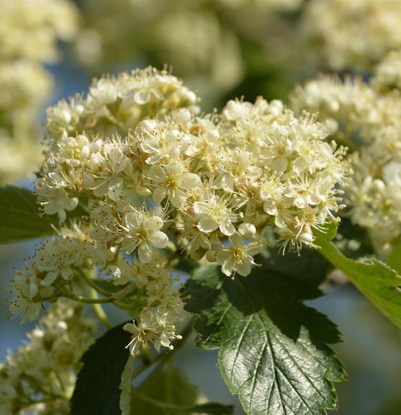 Blütenstand einer Eberesche mit Blättern