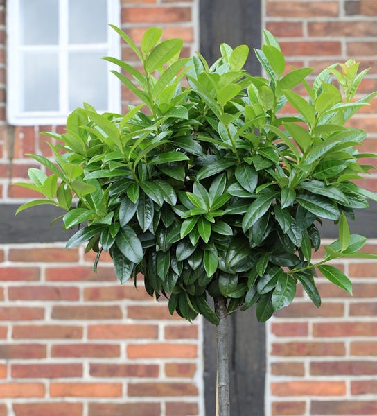 Lorbeerkirsche als Kugelbaum vor einer Ziegelwand