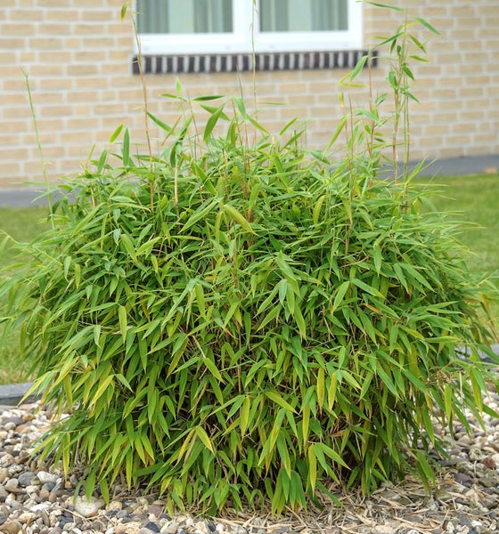 Büschel von Bambuspflanzen im Garten