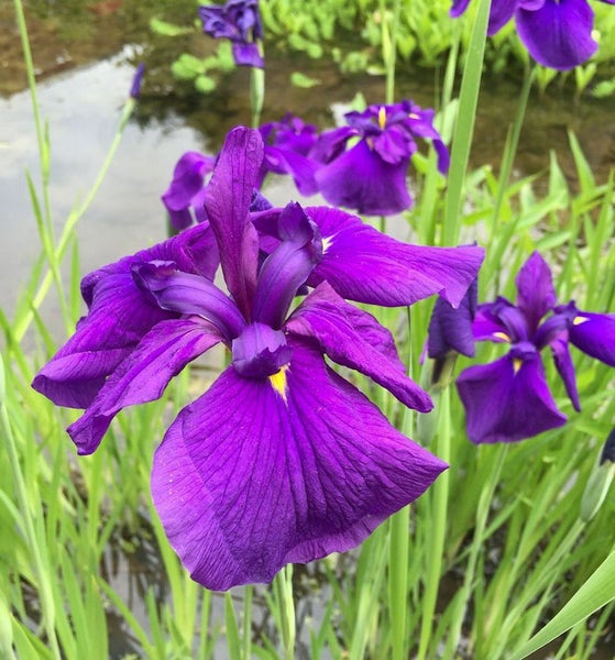 Nahaufnahme von lila Schwertlilien im Gras