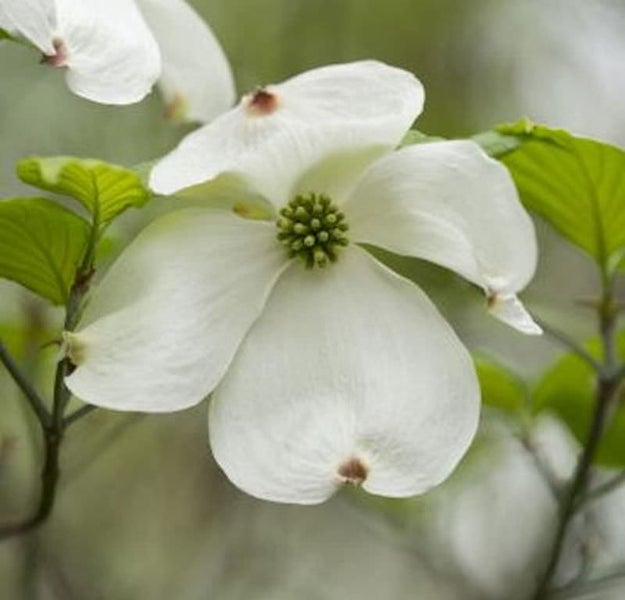 Blüte des Blumen-Hartriegels mit grünen Blättern
