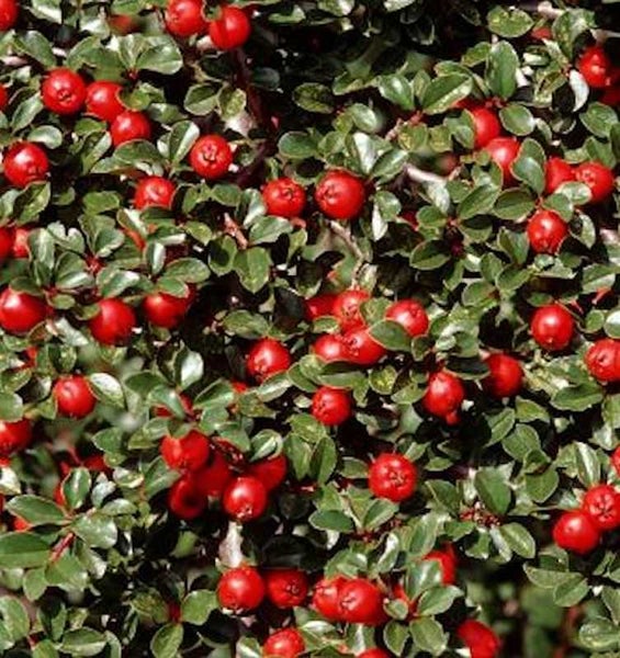 Im Bild ist eine Felsenmispel mit ihren typischen roten Beeren und grünen Blättern zu sehen.