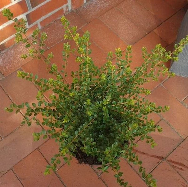 Im Topf gezogene Andenmyrte mit grünen Blättern