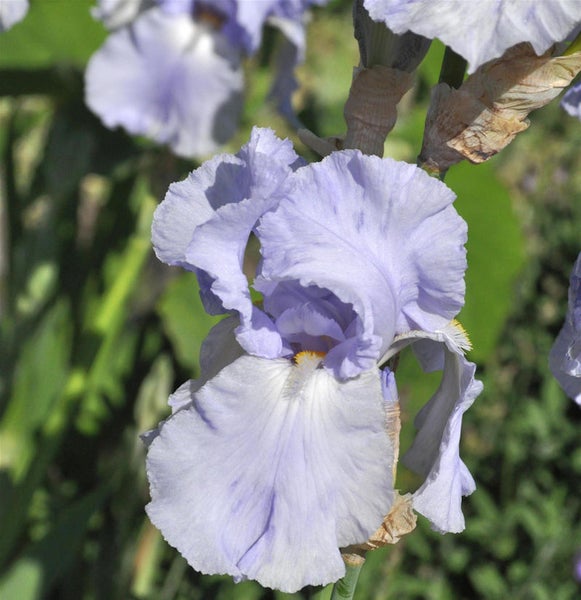 Nahaufnahme einer blassvioletten Schwertlilie im Garten