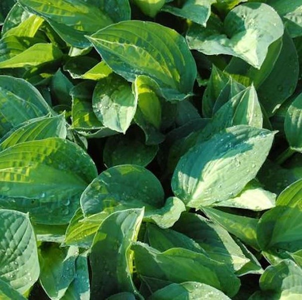 Nahaufnahme von Funkienblättern