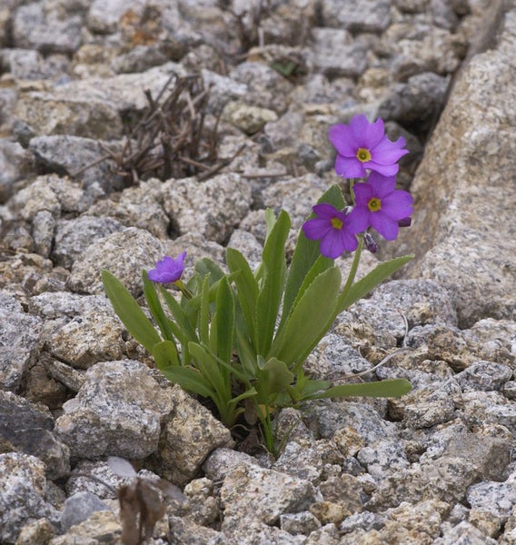 Felsen-Aurikel-Pflanze mit lila Blüten zwischen Steinen