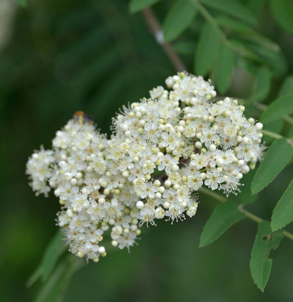 Blütenstand einer Eberesche mit kleinen weissen Blüten