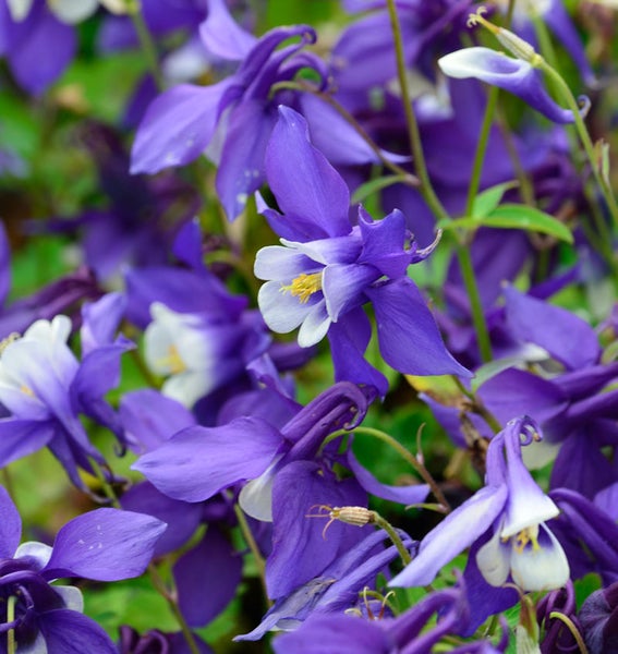 Nahaufnahme von blau-weißen Akelei Blüten
