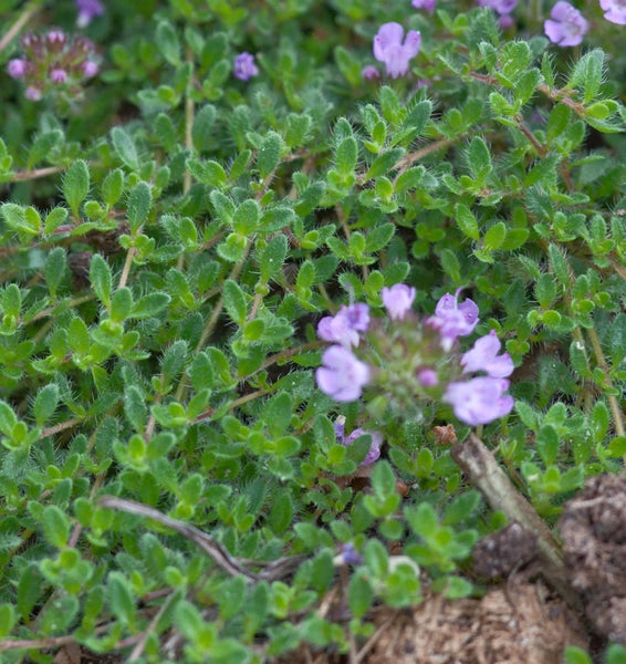 Nahaufnahme von kriechendem Quendel mit Blüten