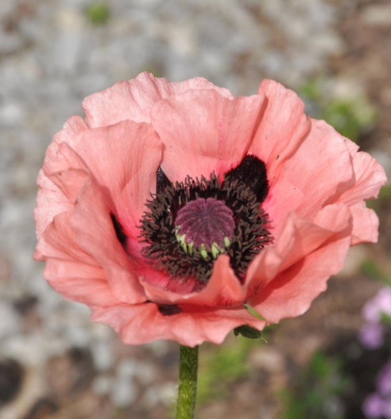 Nahaufnahme einer einzelnen rosa Mohnblume auf einem grünen Stiel.