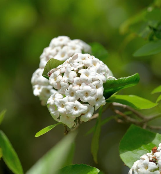 Blütenstand der Schneeball Pflanze mit Blättern