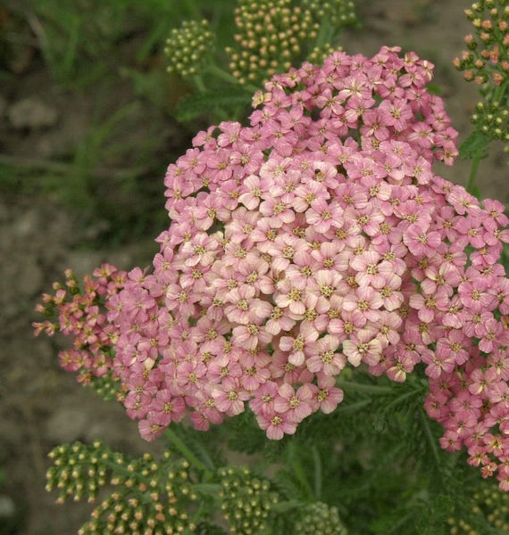 Blüte der Schafgarbe im Detail