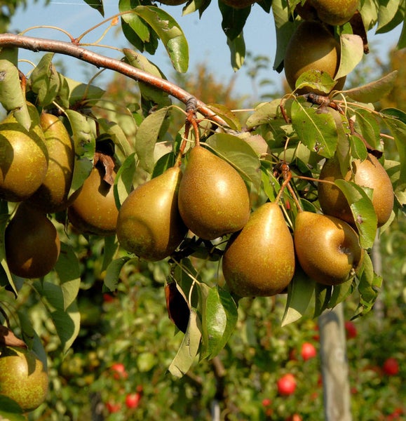 Birnenbaum mit reifen Birnen