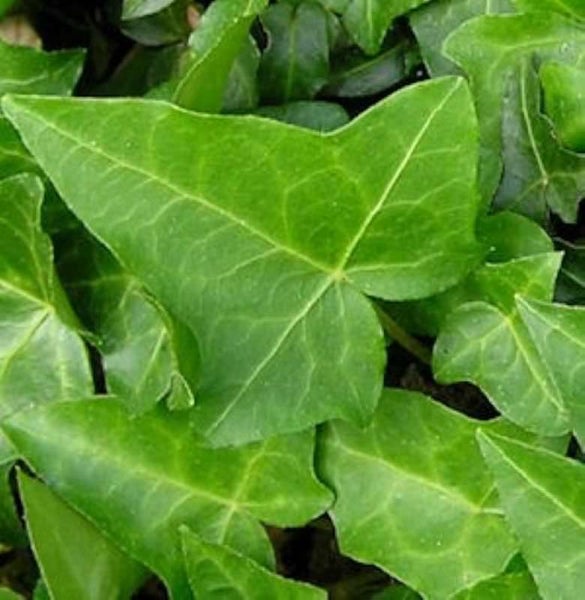 Nahaufnahme von Efeublättern