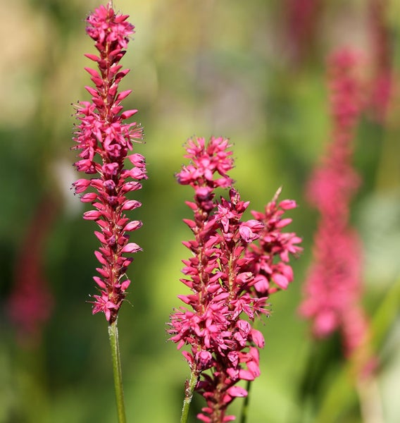 Blütenstand mit Knöterich im Garten
