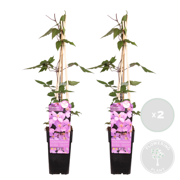 Bloomique - 2er-Set - Clematis Montana Rubens - Waldrebe - Hellrosa - Kletterpflanzen - Gartenpflanzen - Winterhart - 50-70 cm Hoch - Topf 15 cm