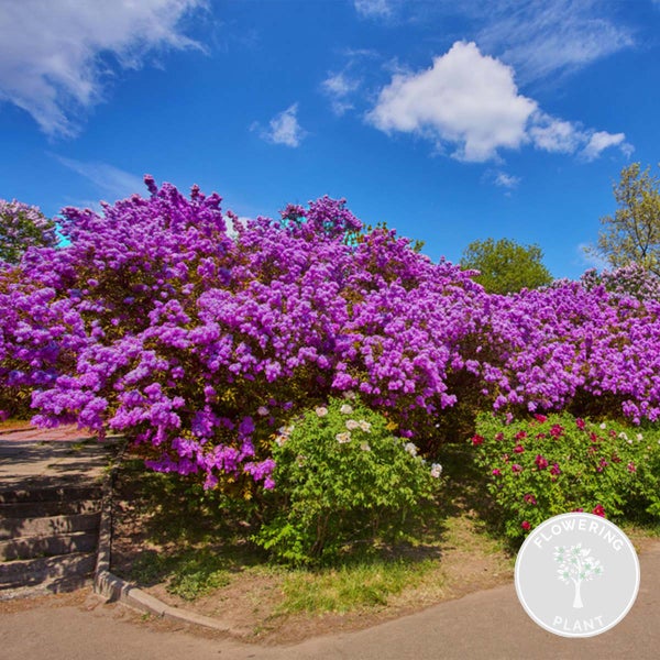 Syringa 'Bloomerang Dark Purple' - Flieder - Strauch - Winterherz – ⌀13 cm - ↕15-20 cm