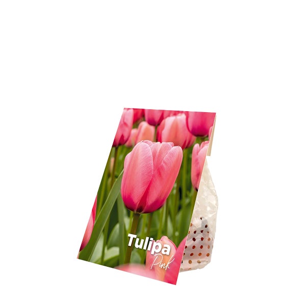 Bloomique - Mischung aus 20 - Tulipa - Tulpenzwiebeln - Rosa - Blumenzwiebeln - Frühlingsblüher - Mehrjährige Pflanzen - Wird bis zu 45-55 cm groß