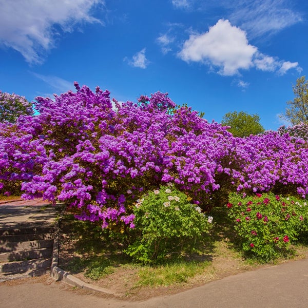 Flieder Flieder | Syringa 'Bloomerang Dark Purple'® 2 Stück - Outdoor-Pflanze ?13 cm - ↕25-30 cm