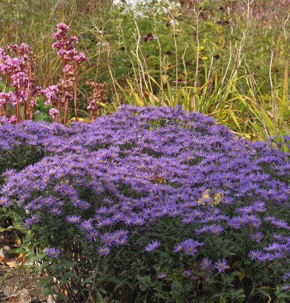 Nahaufnahme eines Beetes mit lila Herbstastern im Garten.