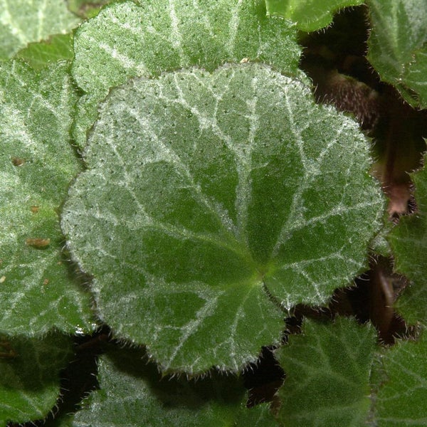 Nahaufnahme von runden, grünen Saxifraga-Blättern mit hellen Adern
