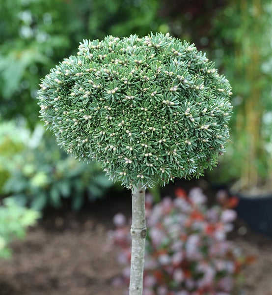 Kugelkiefer im Garten