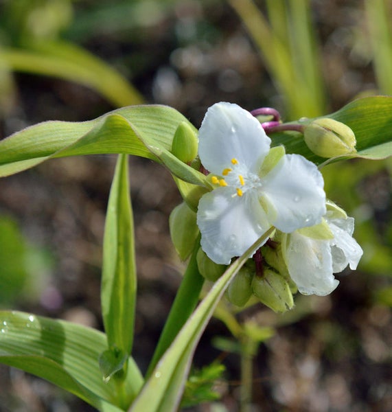 Nahaufnahme einer Dreimasterblume mit weißen Blütenblättern und gelben Staubgefäßen